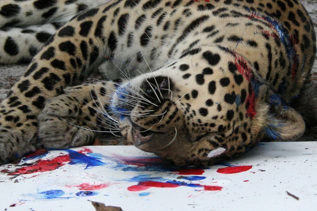¿Vas a comprar una de estas cuadros pintados por los felinos?