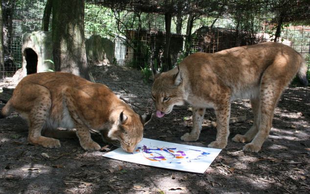 ¿Vas a comprar una de estas cuadros pintados por los felinos?