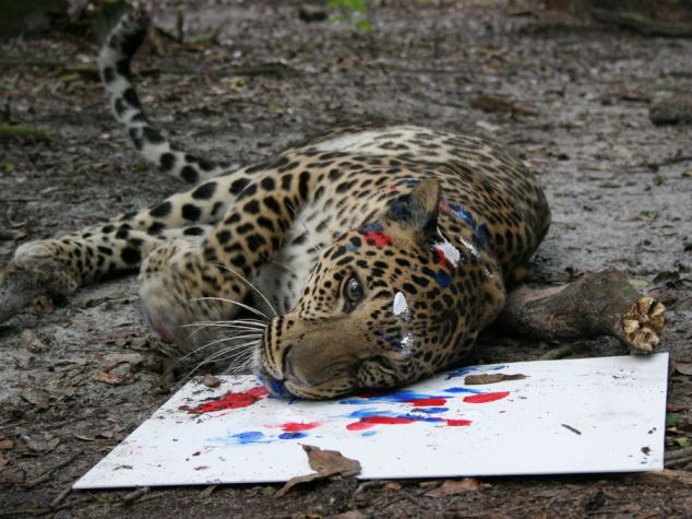 ¿Vas a comprar una de estas cuadros pintados por los felinos?