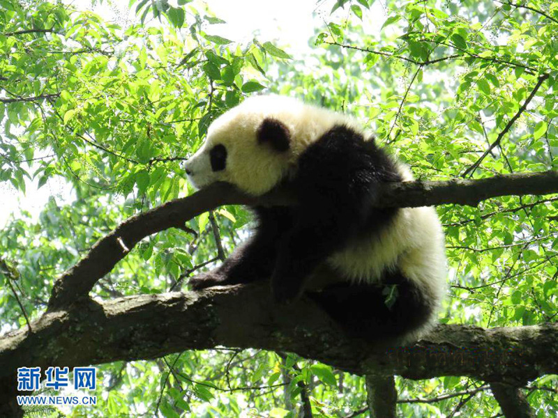 Pandas asustados por el terremoto huyen y se ponen a salvo trepando árboles