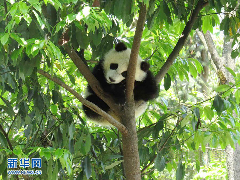 Pandas asustados por el terremoto huyen y se ponen a salvo trepando árboles