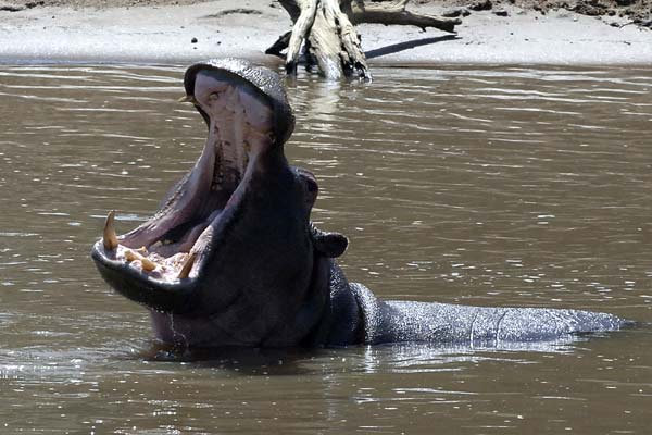 Hipopótamo asesina a turista china en Kenia, ataque, animal, bestia, incidente,