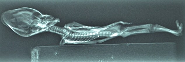 Hallan un esqueleto de extraterrestre más pequeño en Chile 