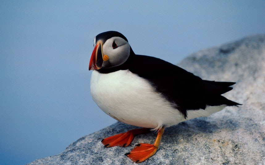 Puffin heart Corazón de puffin