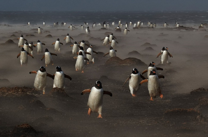 Las mejores fotografías de la naturaleza