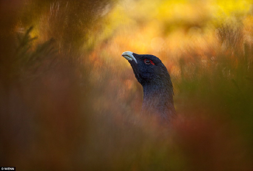 Las mejores fotografías de la naturaleza