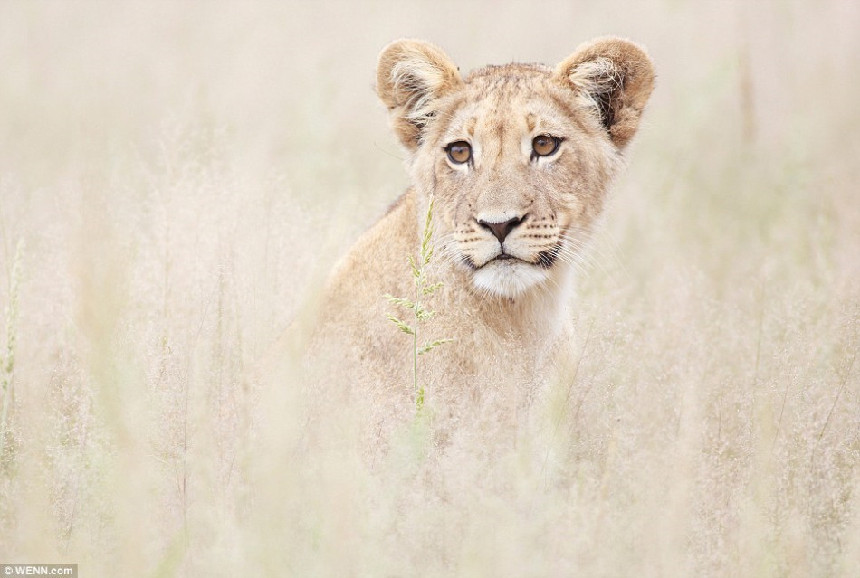 Las mejores fotografías de la naturaleza