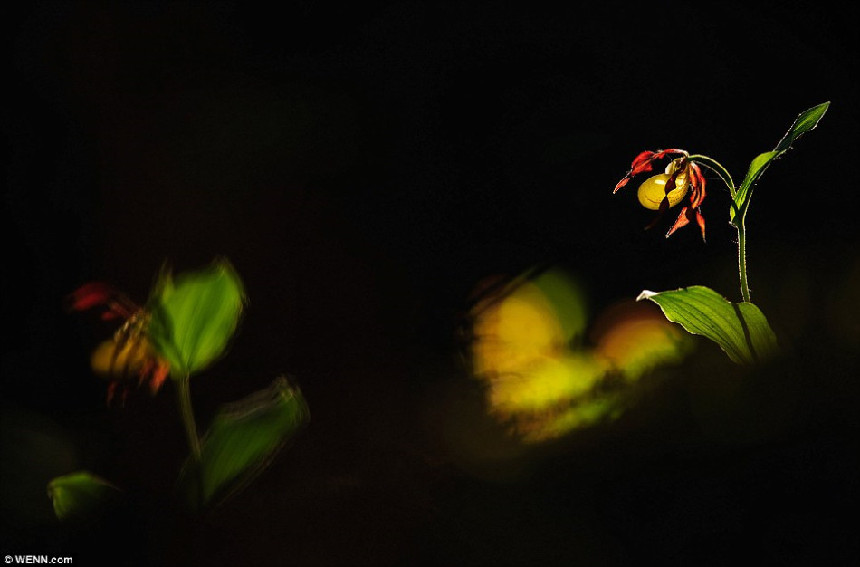 Las mejores fotografías de la naturaleza