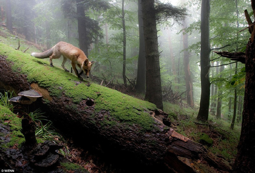 Las mejores fotografías de la naturaleza