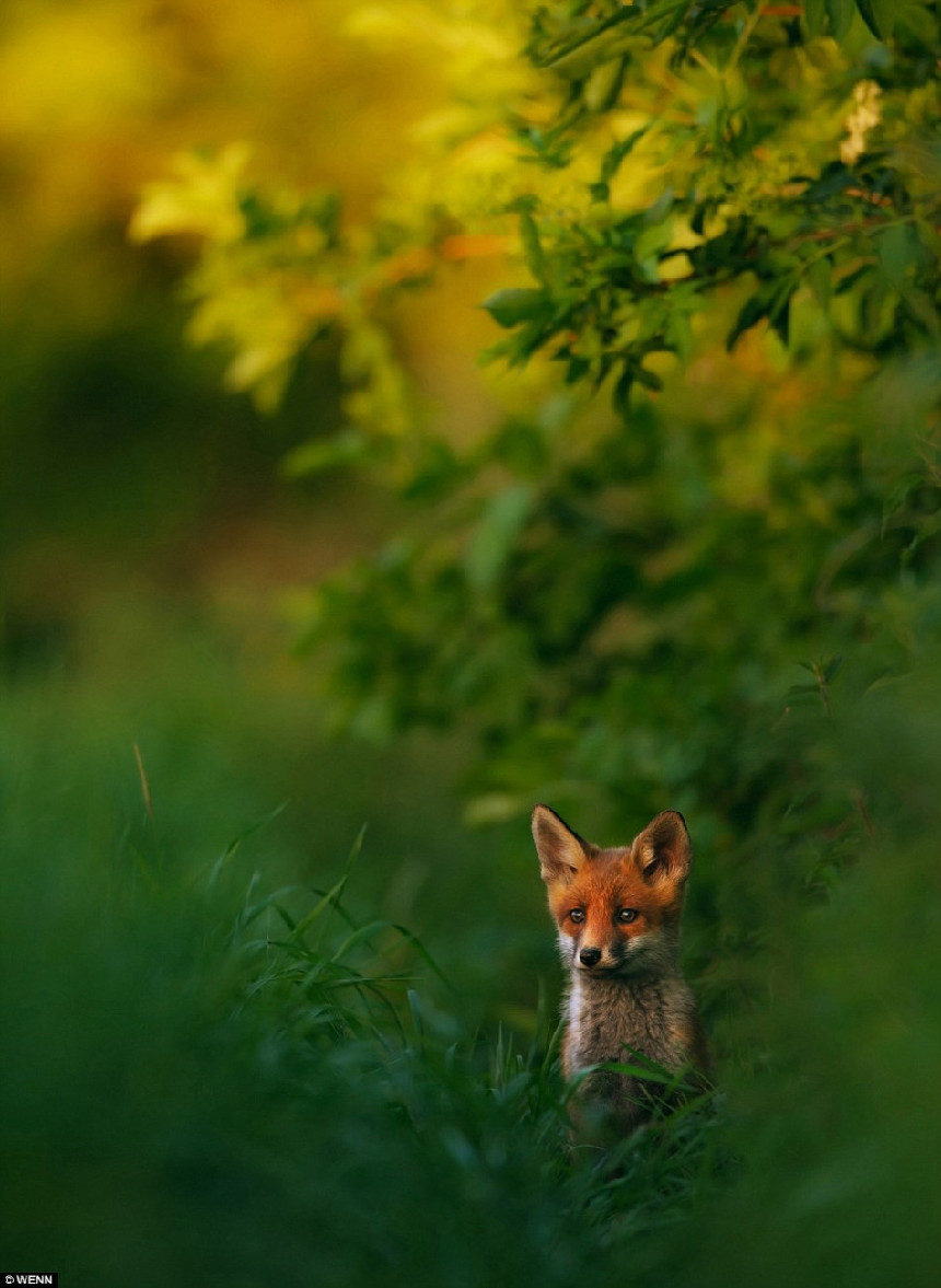 Las mejores fotografías de la naturaleza