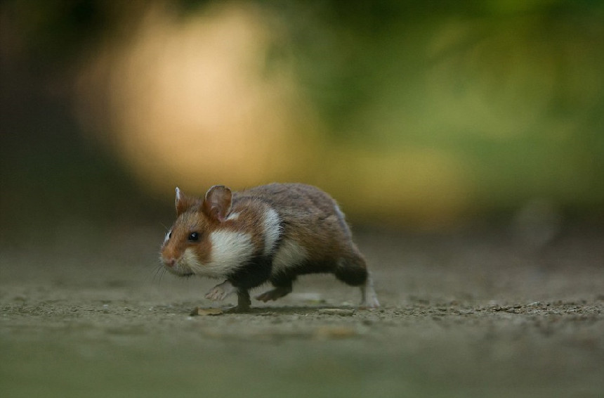 Las mejores fotografías de la naturaleza