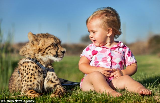 La amistad entre un cachorro de cheetah y dos niños hermasnos en África , animal,