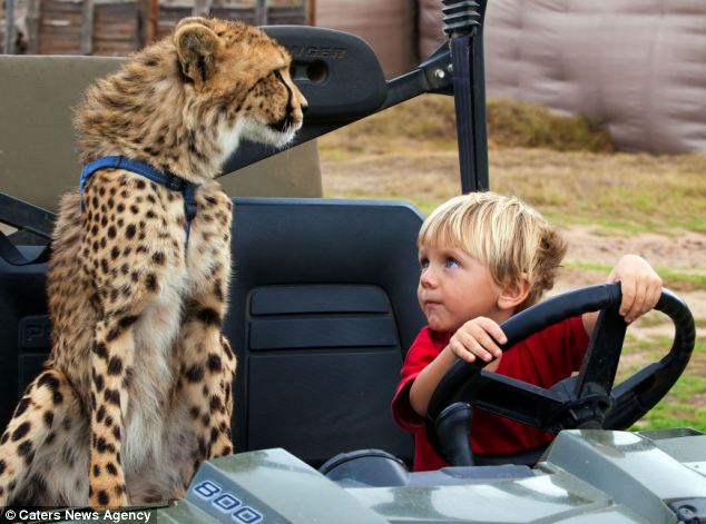 La amistad entre un cachorro de cheetah y dos niños hermasnos en África , animal,