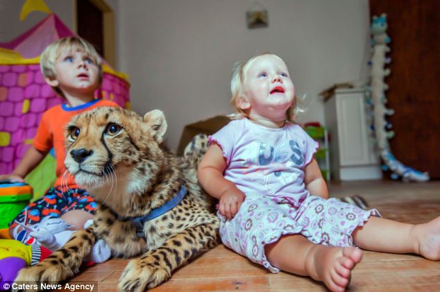 La amistad entre un cachorro de cheetah y dos niños hermasnos en África , animal,