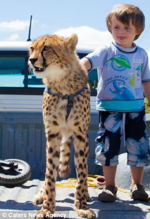 La amistad entre un cachorro de cheetah y dos niños hermasnos en África , animal,