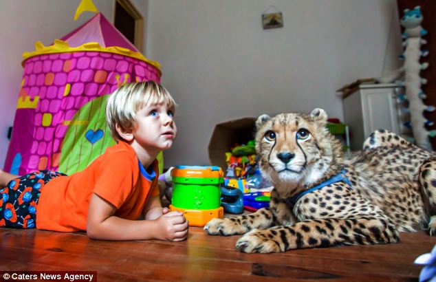 La amistad entre un cachorro de cheetah y dos niños hermasnos en África , animal,