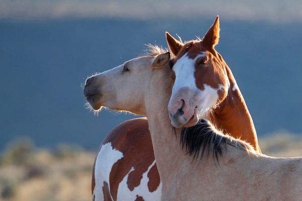 Amor de verdad entre los animales 2