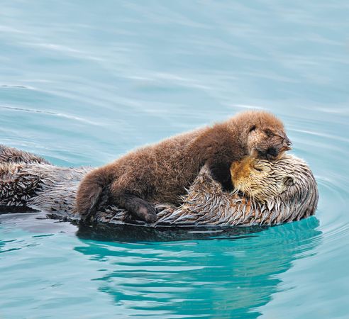 Amor de verdad entre los animales 3