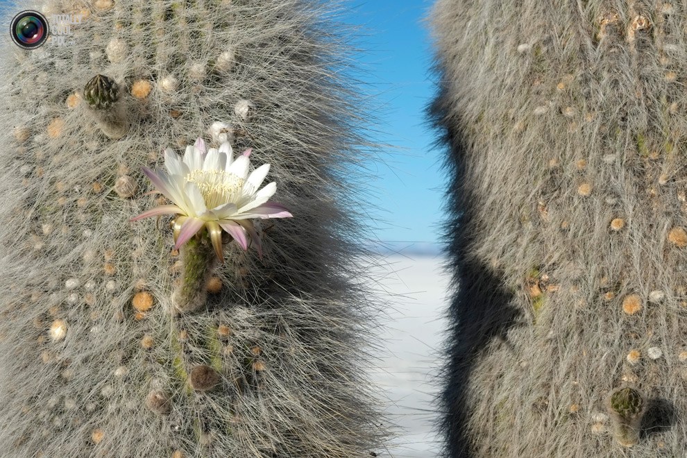 Obras de la serie 'Planeta' fotografiadas por totallycoolpix.com 121