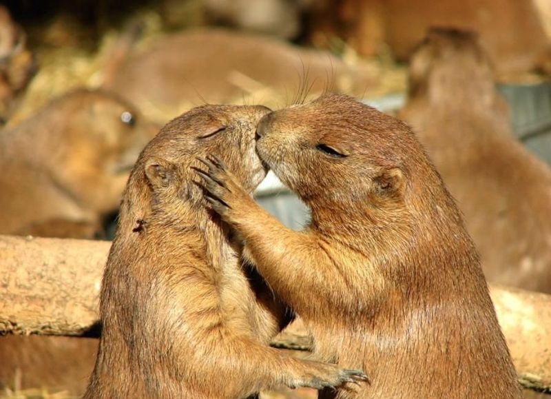 Momentos suaves - cuando los animales se besan...