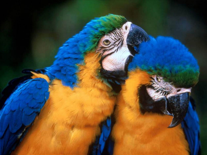 Momentos suaves - cuando los animales se besan...