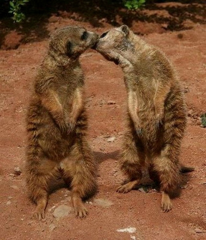 Momentos suaves - cuando los animales se besan...