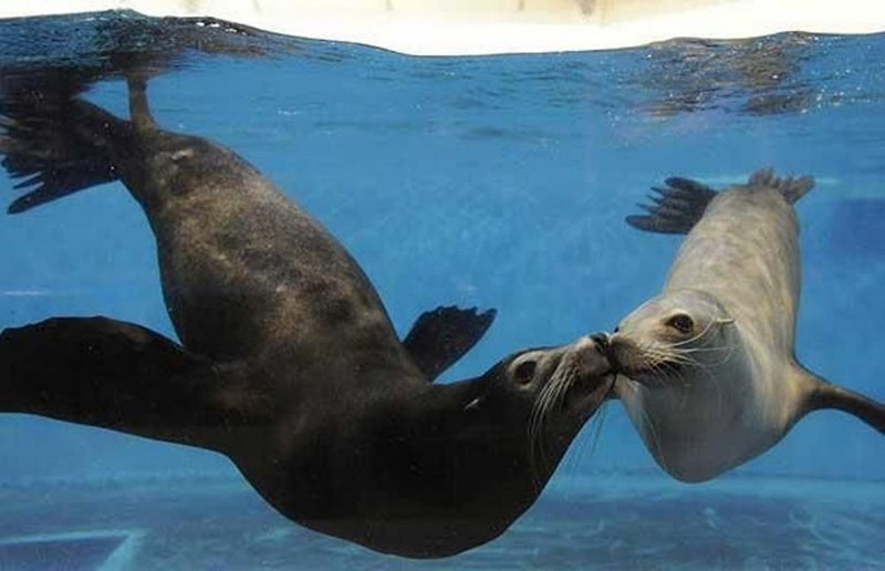 Momentos suaves - cuando los animales se besan...