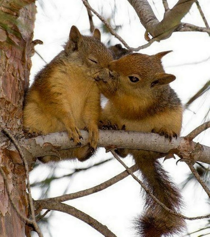 Momentos suaves - cuando los animales se besan...