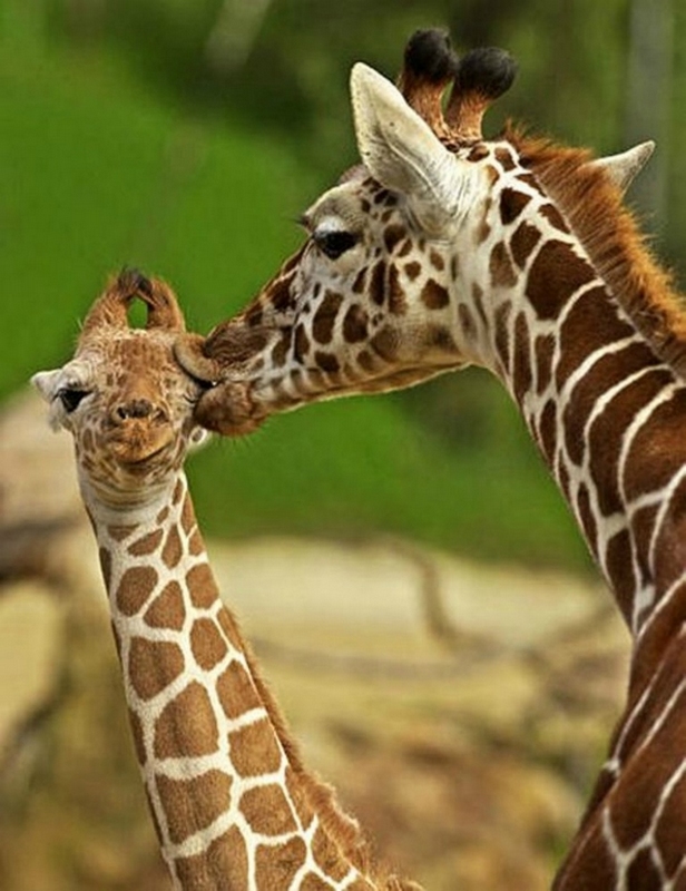 Momentos suaves - cuando los animales se besan...
