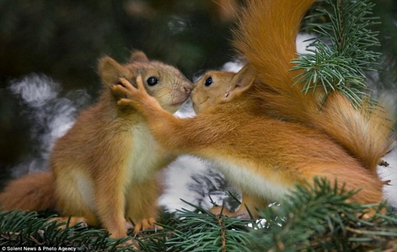 Momentos suaves - cuando los animales se besan...