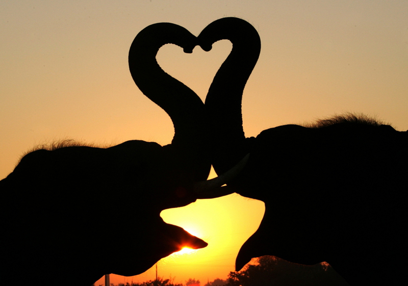 Momentos suaves - cuando los animales se besan...