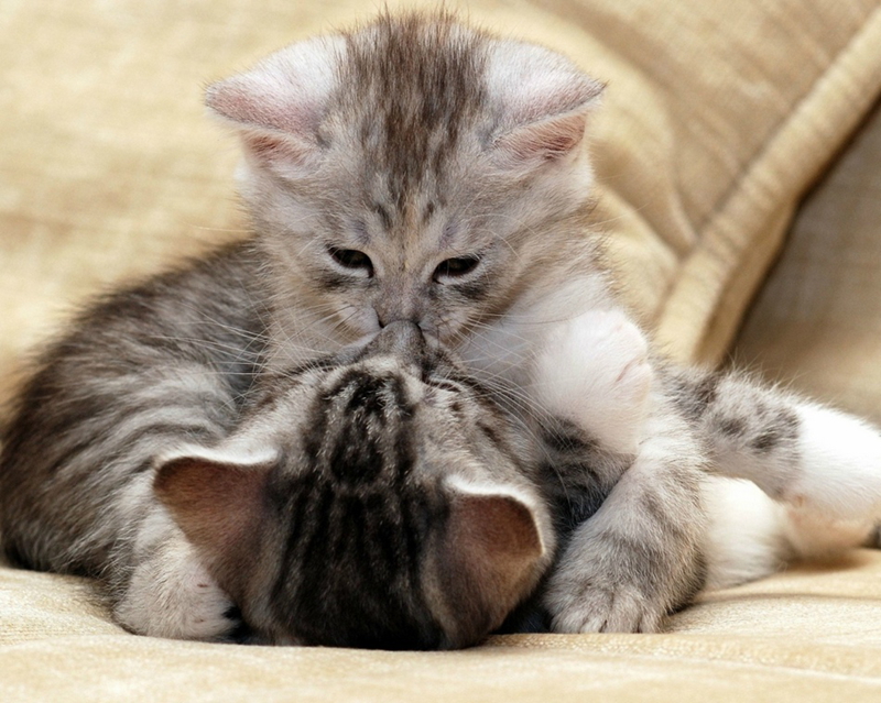 Momentos suaves - cuando los animales se besan...