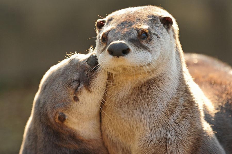 Momentos suaves - cuando los animales se besan...