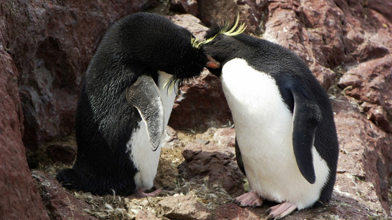 Momentos suaves - cuando los animales se besan...