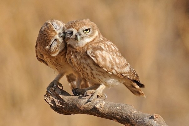 Momentos suaves - cuando los animales se besan...