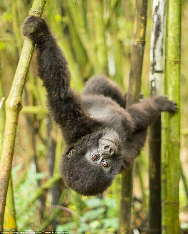 Fotos graciosas de los animales en el ‘Concurso National Geographic Traveler’