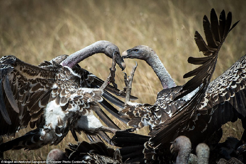 Fotos graciosas de los animales en el ‘Concurso National Geographic Traveler’