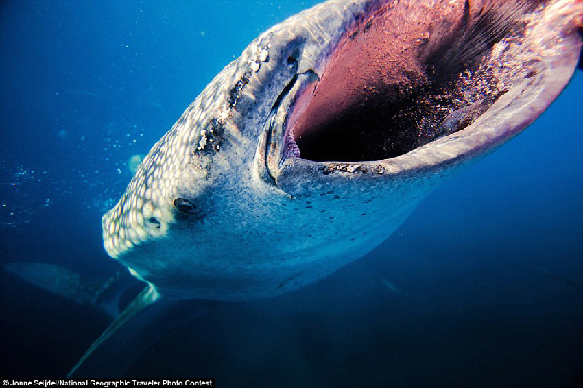 Fotos graciosas de los animales en el ‘Concurso National Geographic Traveler’