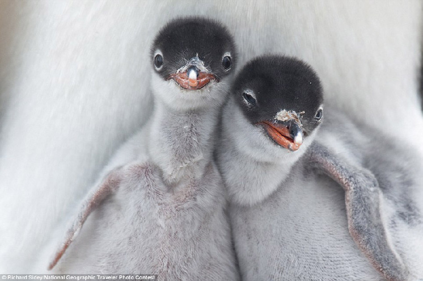 Fotos graciosas de los animales en el ‘Concurso National Geographic Traveler’