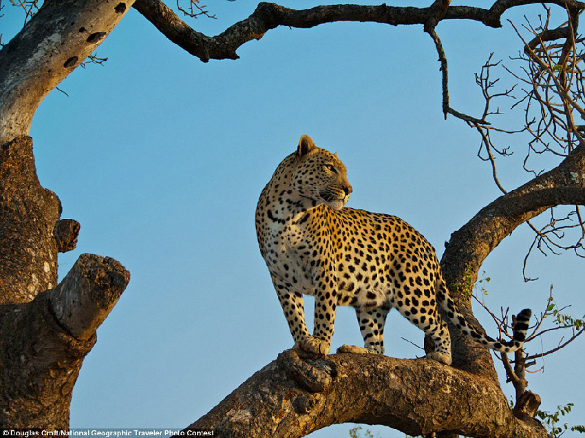 Fotos graciosas de los animales en el ‘Concurso National Geographic Traveler’