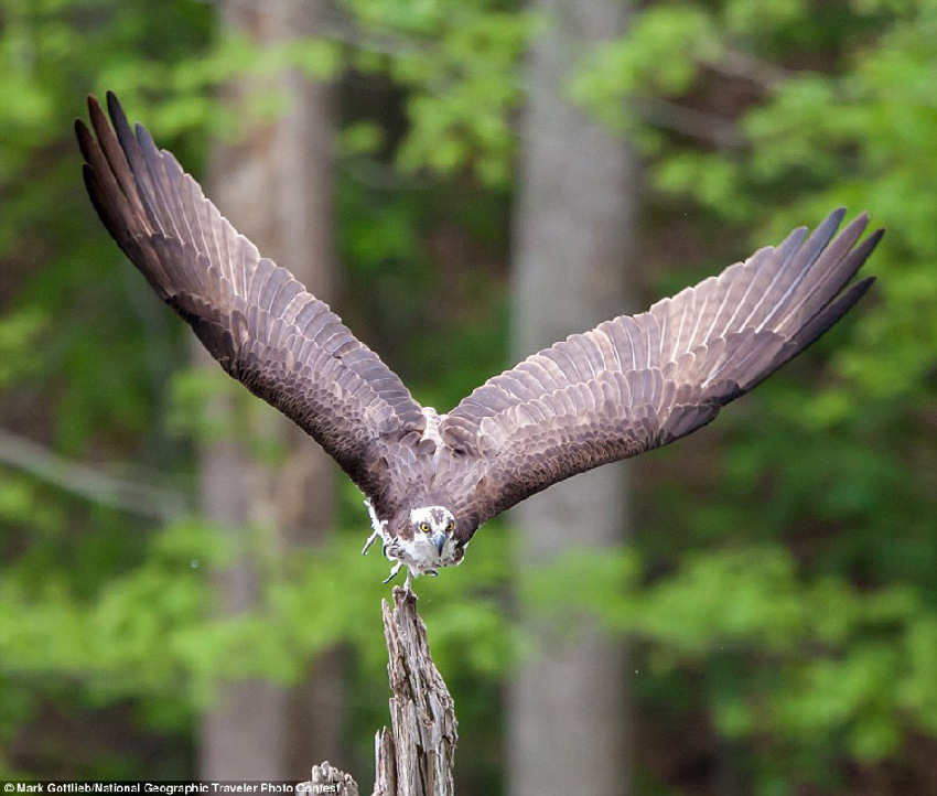 Fotos graciosas de los animales en el ‘Concurso National Geographic Traveler’