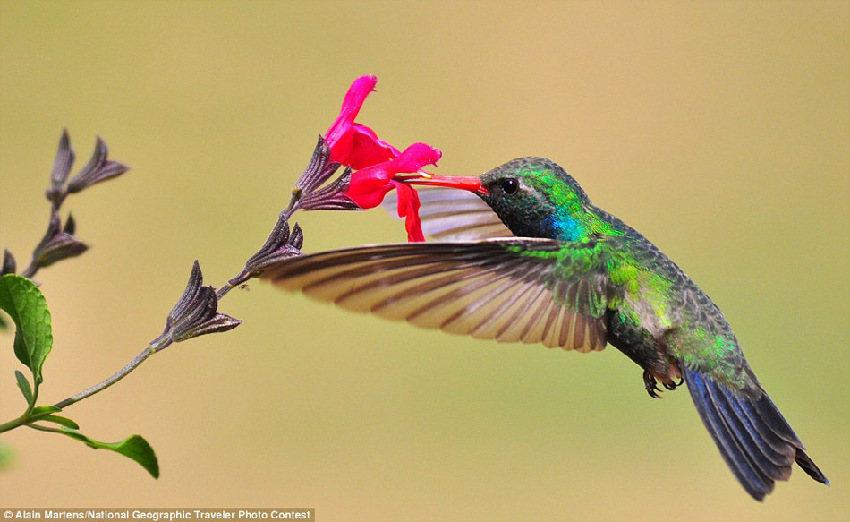 Fotos graciosas de los animales en el ‘Concurso National Geographic Traveler’