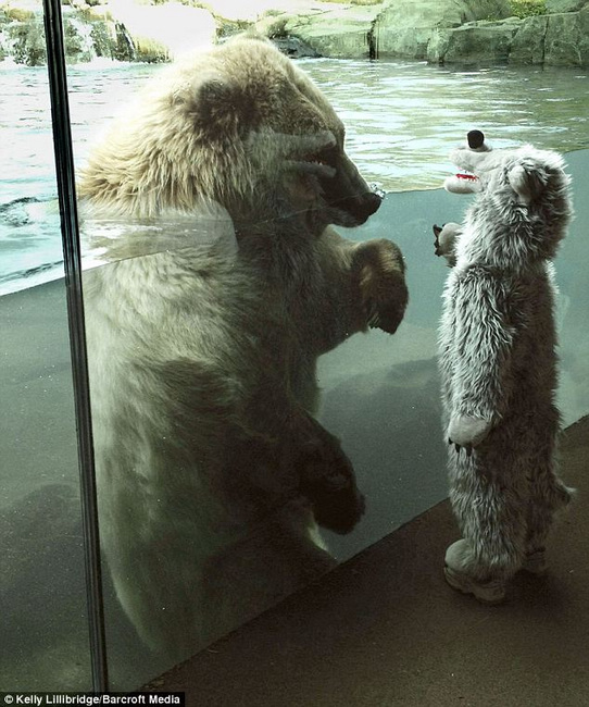 ¿Eres real? - El oso disfrazado que confundió al real