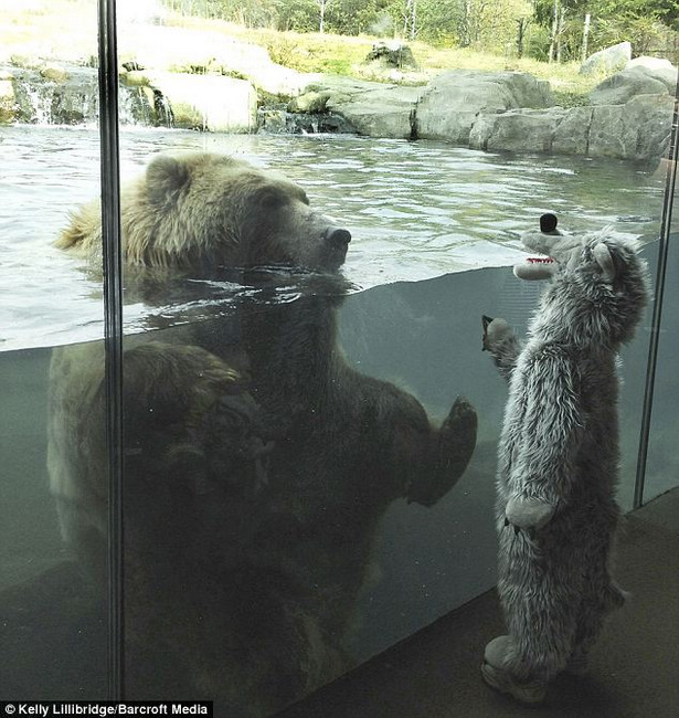 ¿Eres real? - El oso disfrazado que confundió al real