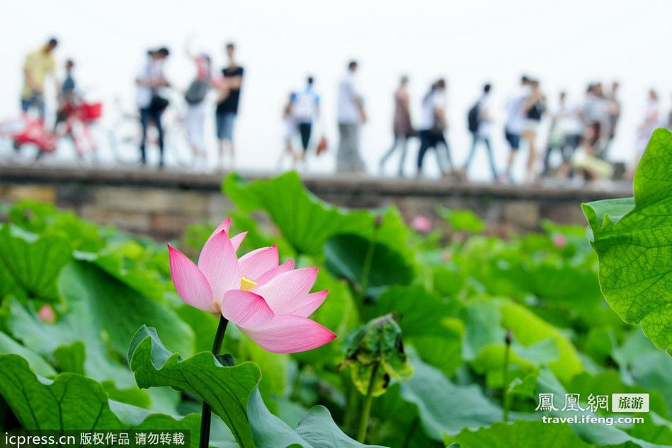 ¿Dónde para contemplar el flor de loto en China? 1
