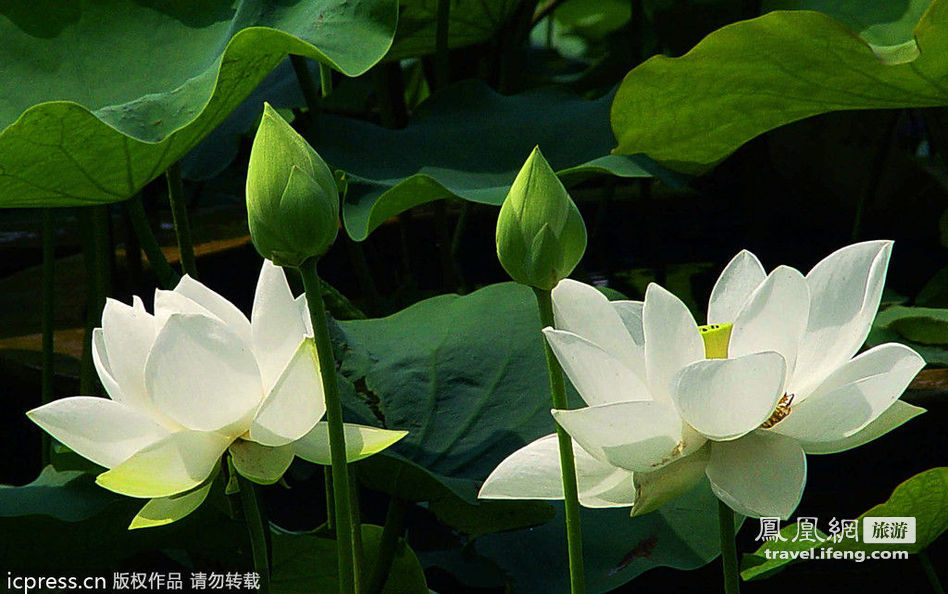 ¿Dónde para contemplar el flor de loto en China? 3 ¿Dónde para contemplar el flor de loto en China? 3