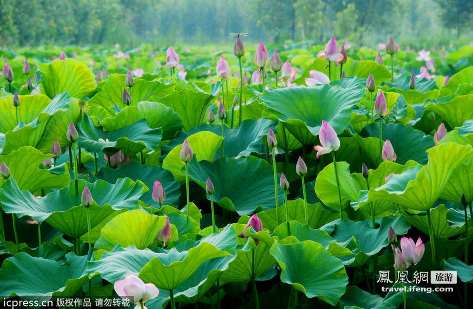 ¿Dónde para contemplar el flor de loto en China? 4 ¿Dónde para contemplar el flor de loto en China? 4