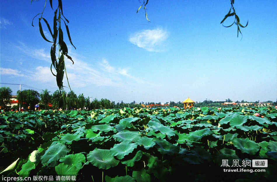 ¿Dónde para contemplar el flor de loto en China? 6