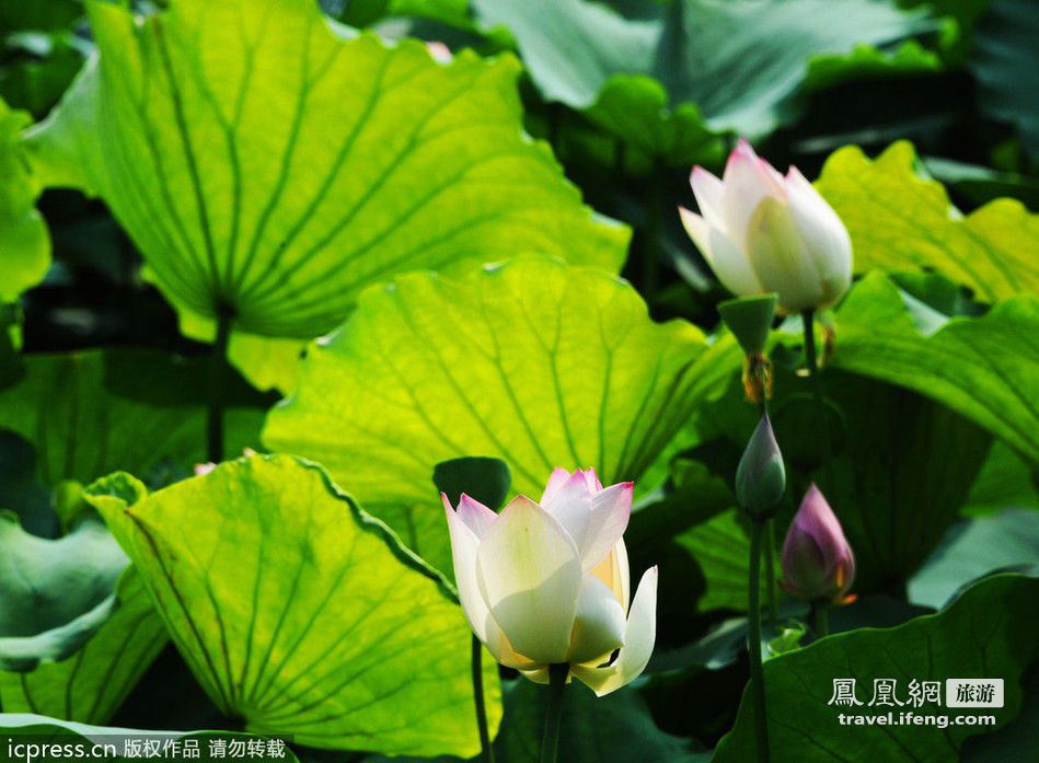 ¿Dónde para contemplar el flor de loto en China? 8 ¿Dónde para contemplar el flor de loto en China? 8