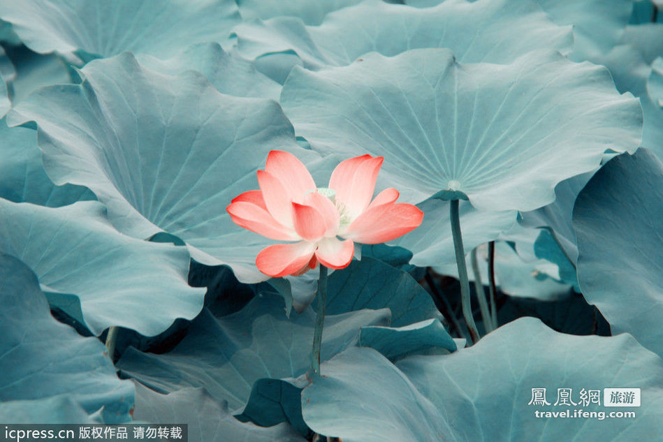 ¿Dónde para contemplar el flor de loto en China? 9 ¿Dónde para contemplar el flor de loto en China? 9